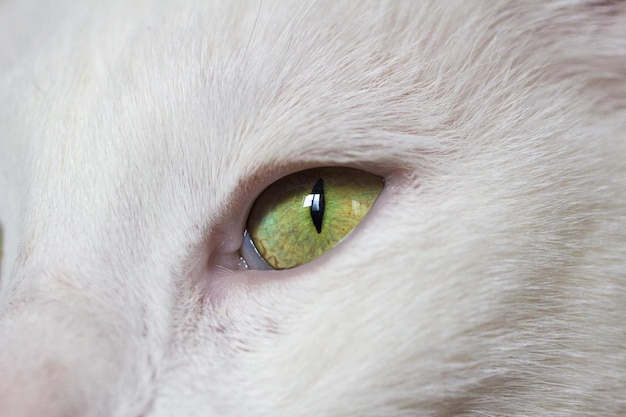 Photo cropped image of cat eye