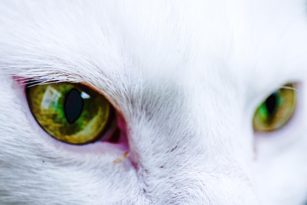 Photo cropped image of white cat