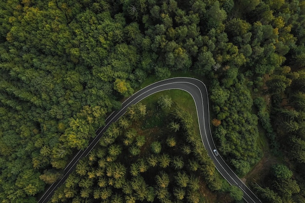curved Road surrounded by trees in the forest, drone shot
