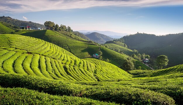 Photo darjeeling delight tea plantations amidst green hills