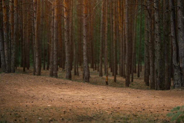 Dark coniferous forest with old spruce and pine trees