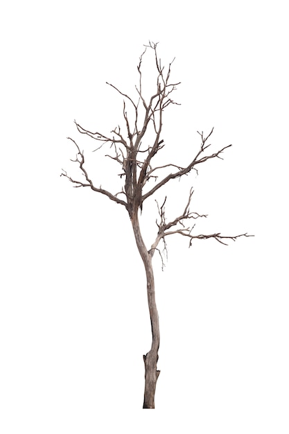 Photo dead tree or dried tree isolated on white