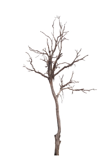 Dead tree or dried tree isolated on white 