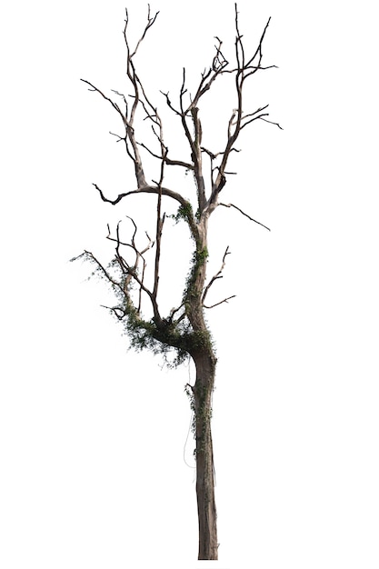 Dead tree or dried tree isolated on white 