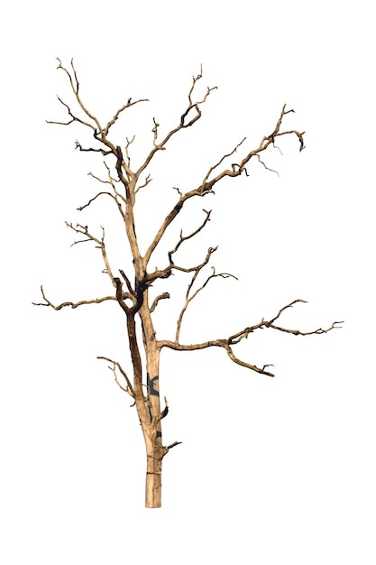 Photo dead tree isolated on white background dry tree branch with clipping path