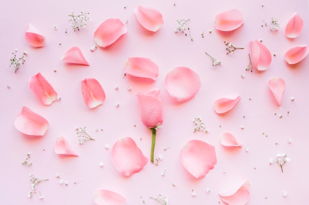 Delicate composition of pink petals and tiny white flowers on a pink background