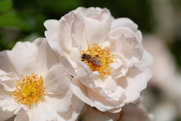 Delicate flowering shrub with roses and wild rose white color