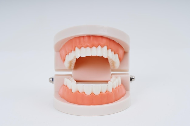 Dental model and white background