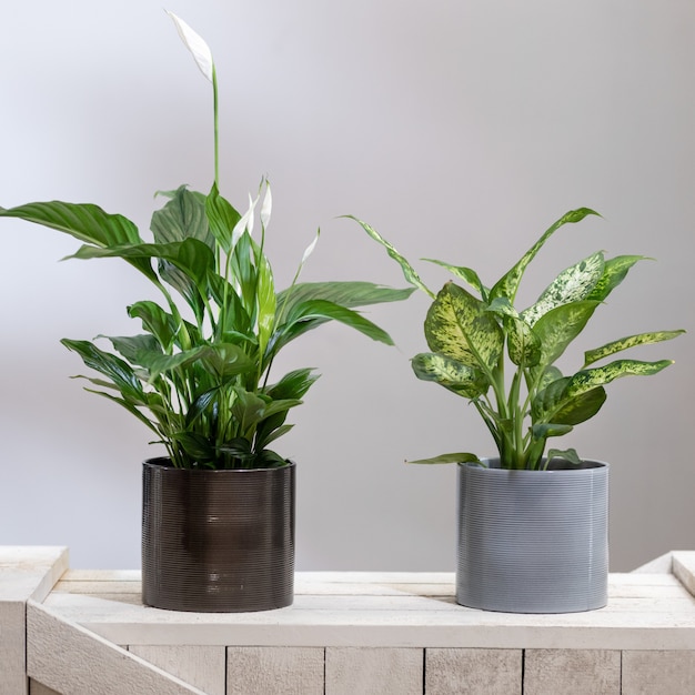 Photo dieffenbachia dumb canes with peace lily, spathiphyllum plant