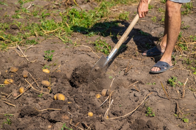 Digging potatoes. Harvest potatoes on the farm. Environmentally friendly and natural product.