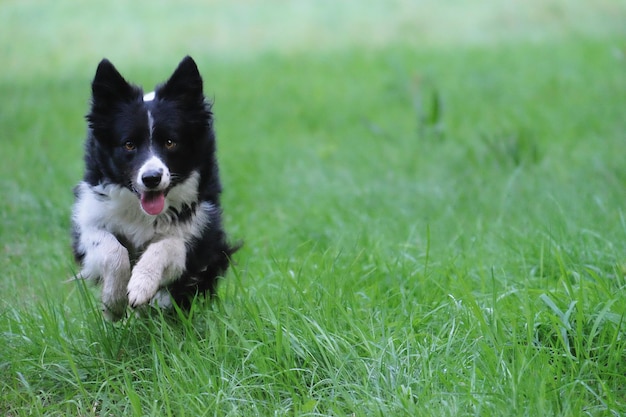 Photo dog running on grass