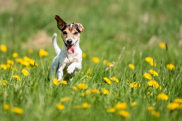 Photo dog running on grassy field