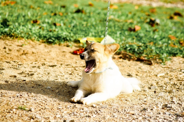 Photo dog sleeping on a field