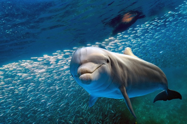 Photo dolphin underwater on blue ocean background