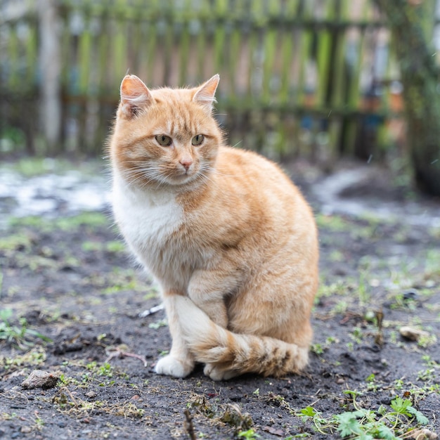 Domestic Red Cat is Sitting on the Dirty Ground in the Garden