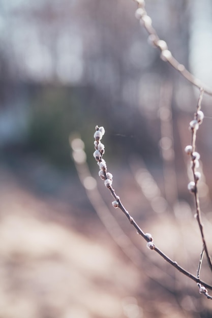 dried linden blossom