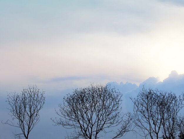 Dry branches in the blue sky