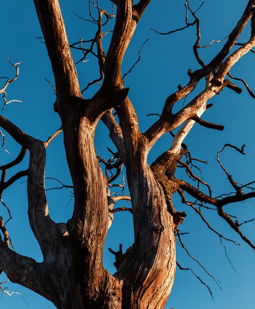 Dry tree against blue sky