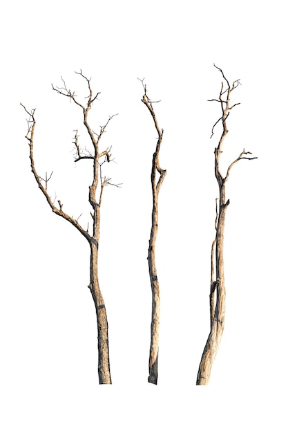 Photo dry tree branch isolated on white background object with clipping path