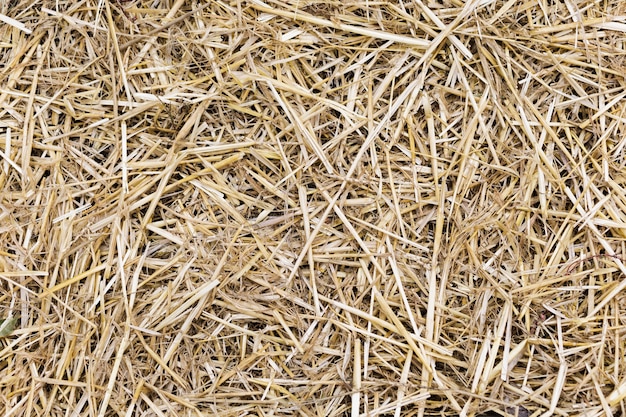 Photo dry yellow straw grass background texture