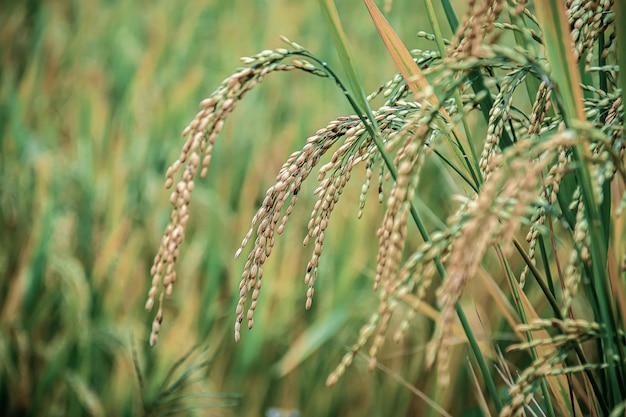 Photo ear of rice closeup to rice seeds in ear of paddy