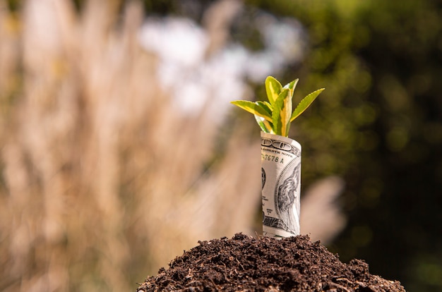 Economic Growth symbol one hundred dollar bill with a plant or leaf growing out of the earth with blurred green background