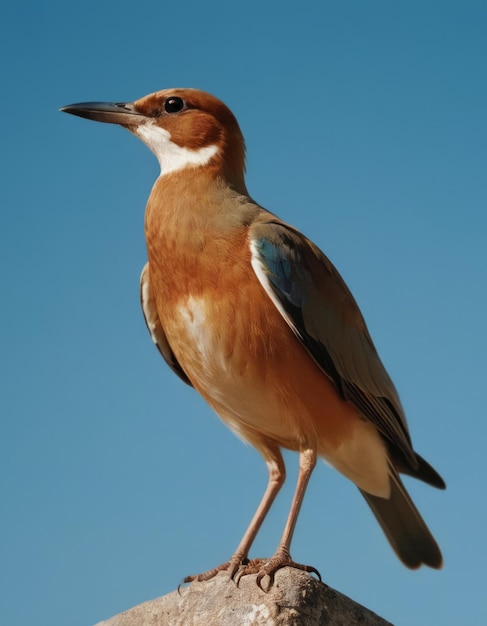 Foto een vogel met een witte bors en een bruine bors en een witte borst