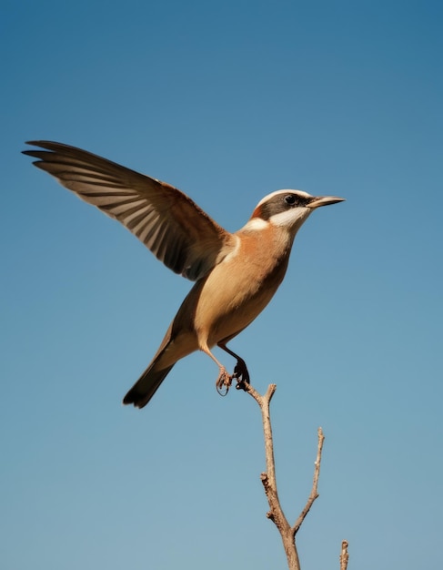 Foto een vogel vliegt in de lucht met zijn vleugels uitgestrekt