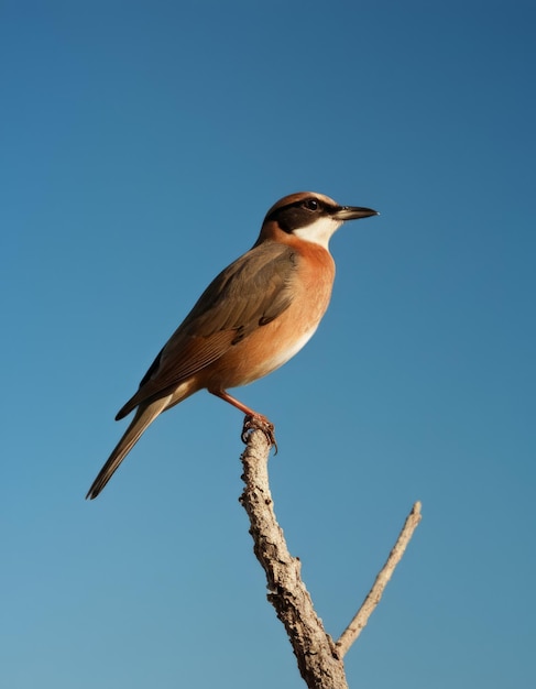 Foto een vogel zit op een tak met een blauwe hemel op de achtergrond