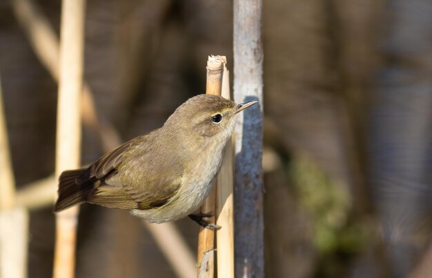 Foto een vogel zoekt naar prooi op rietstengels aan de oever van een rivier