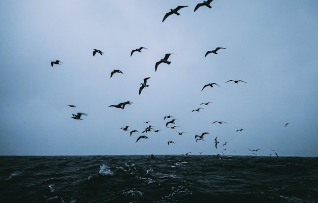 Foto een zwerm vogels die over de zee vliegen