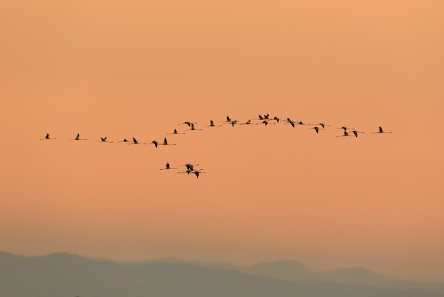 Foto een zwerm vogels die tijdens de zonsondergang tegen de lucht vliegen