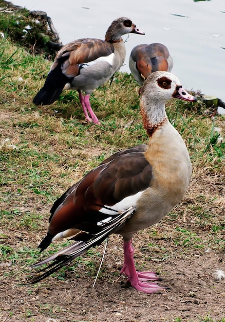 Egyptian Goose