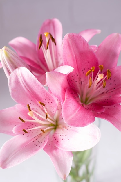 Elegant beautiful pink flowers, Lilies close up on white