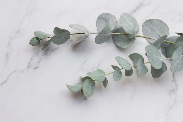 Photo elegant eucalyptus background