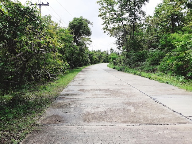 Photo empty road along trees