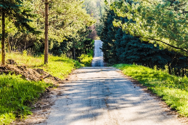 Empty road going into the distance in a green park