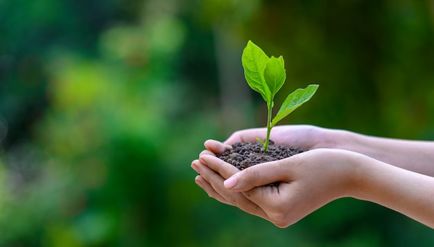 Environment Earth Day In the hands of trees growing seedlings. 