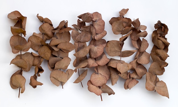 Eucalyptus dried leaves on white background.