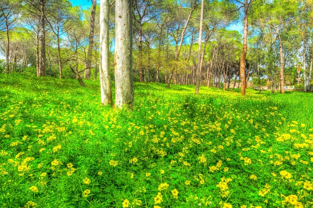 Eucalyptus and pine trees in a green meadow in Alghero Italy