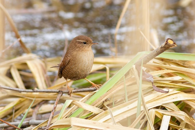 Euraziatische winterkoninkje Troglodytes troglodytes Een vogel zit in een struikgewas van riet bij de rivier