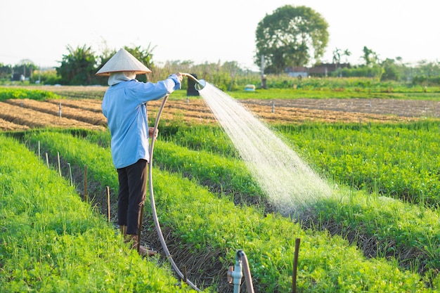 Photo farmer is watering her onion field, in the sunny afternoon