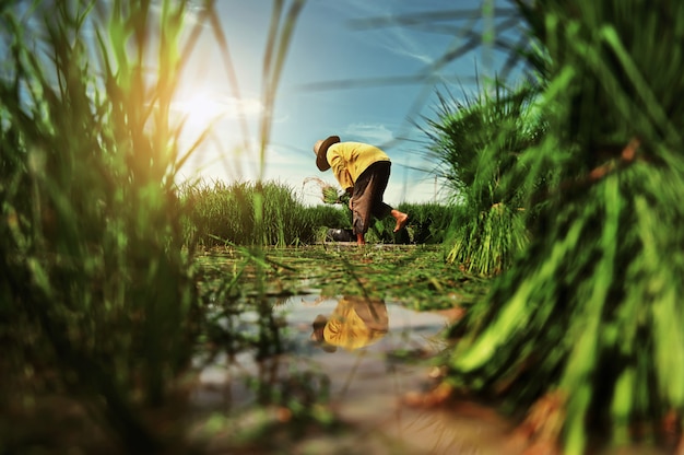 Photo farmer work in rice field