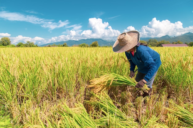 Photo farmers are harvesting rice in the hot sun: nan, thailand, 25 october 2018