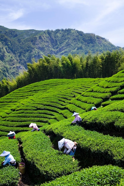 Photo farmers are picking tea leaves in a tea plantation of nantou taiwan