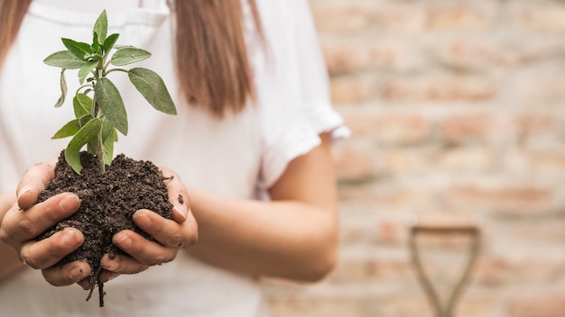 Female hand holding seedling with soil