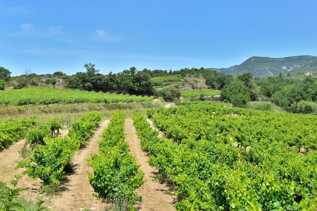 Field of grape vine in summer growing on hill   in provencale  france under blue sky