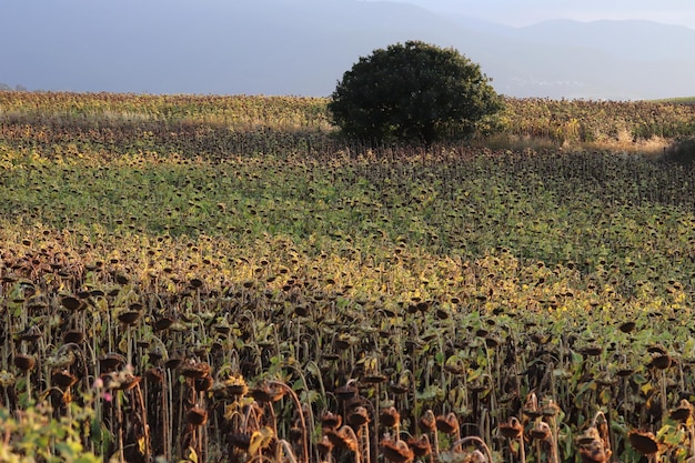 In the field ripe sunflower