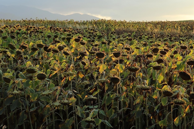 In the field ripe sunflower