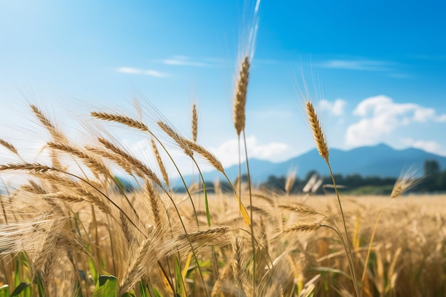 Field of Wheat Flowering Grass in Spring